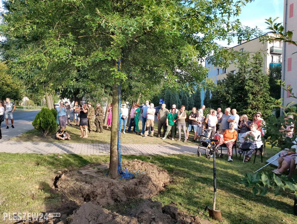 Posadzili dąb półwiecza. Jedyny taki w Pleszewie