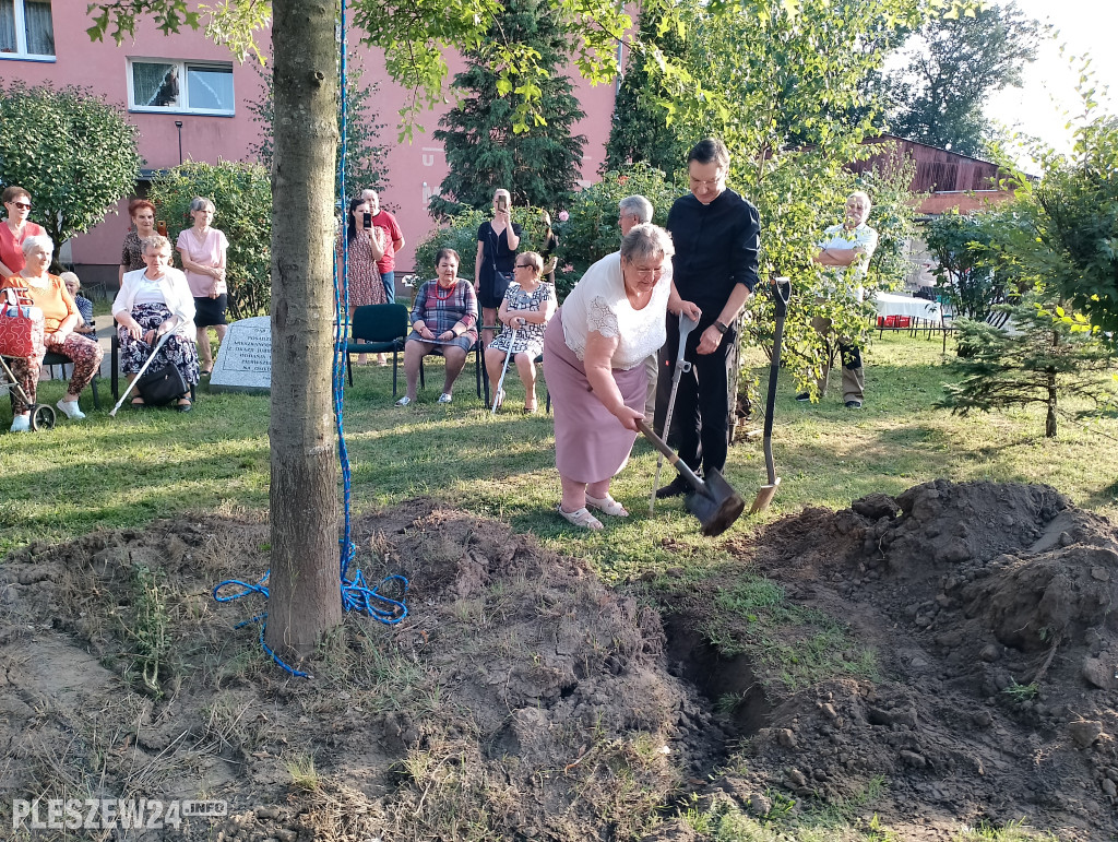 Posadzili dąb półwiecza. Jedyny taki w Pleszewie