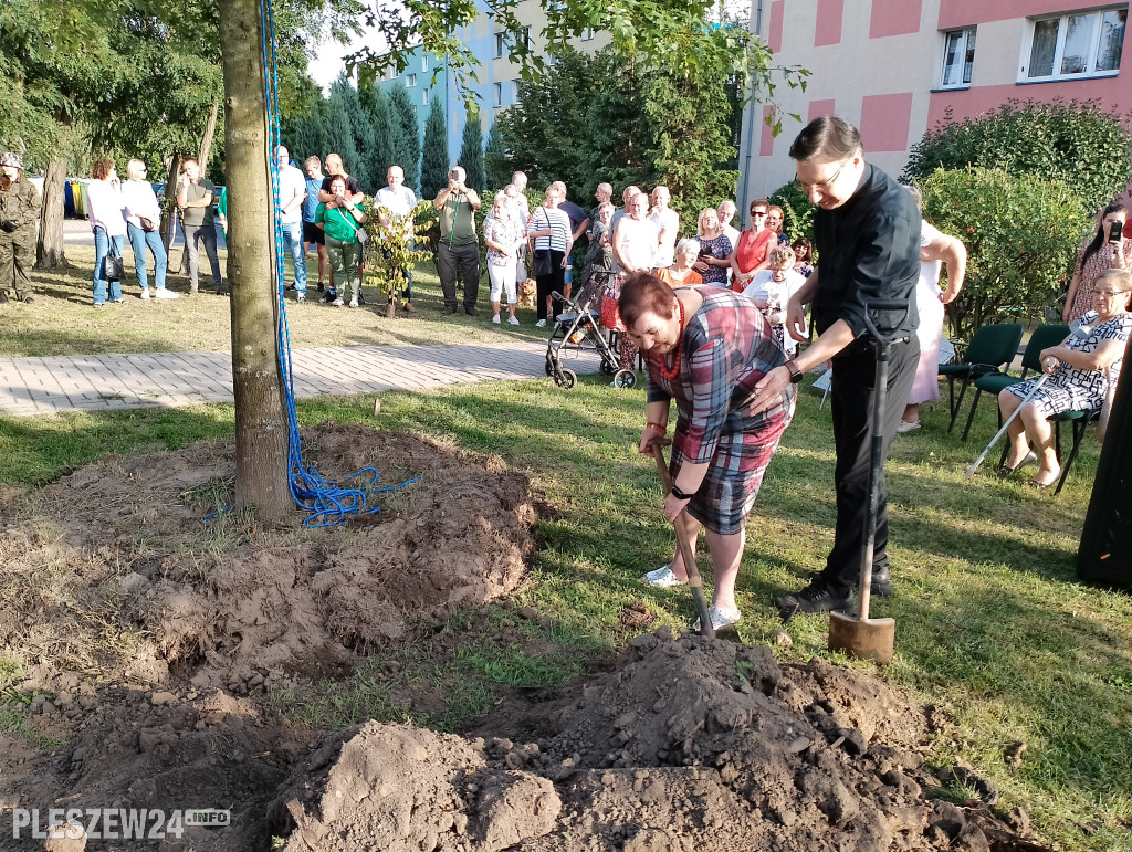 Posadzili dąb półwiecza. Jedyny taki w Pleszewie
