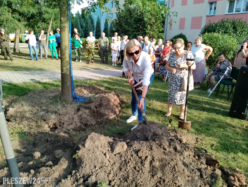 Posadzili dąb półwiecza. Jedyny taki w Pleszewie