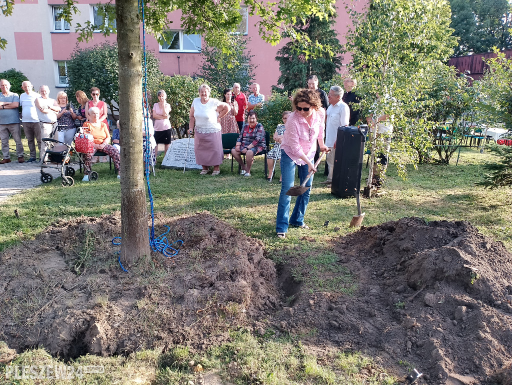 Posadzili dąb półwiecza. Jedyny taki w Pleszewie