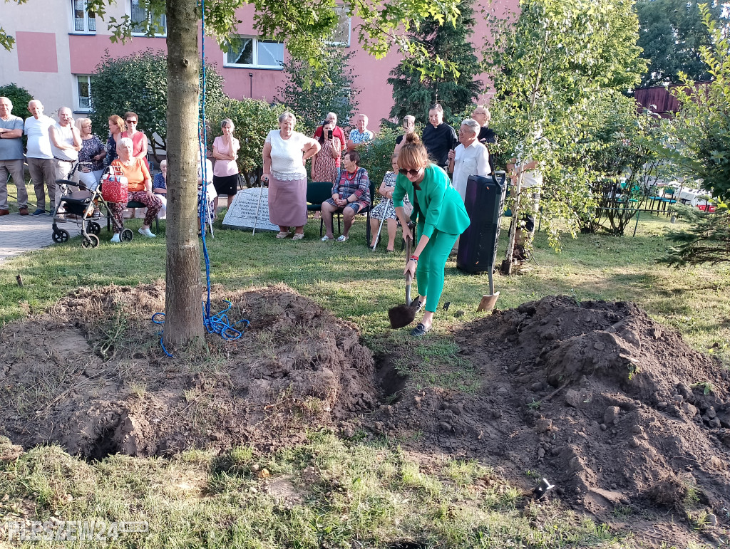 Posadzili dąb półwiecza. Jedyny taki w Pleszewie