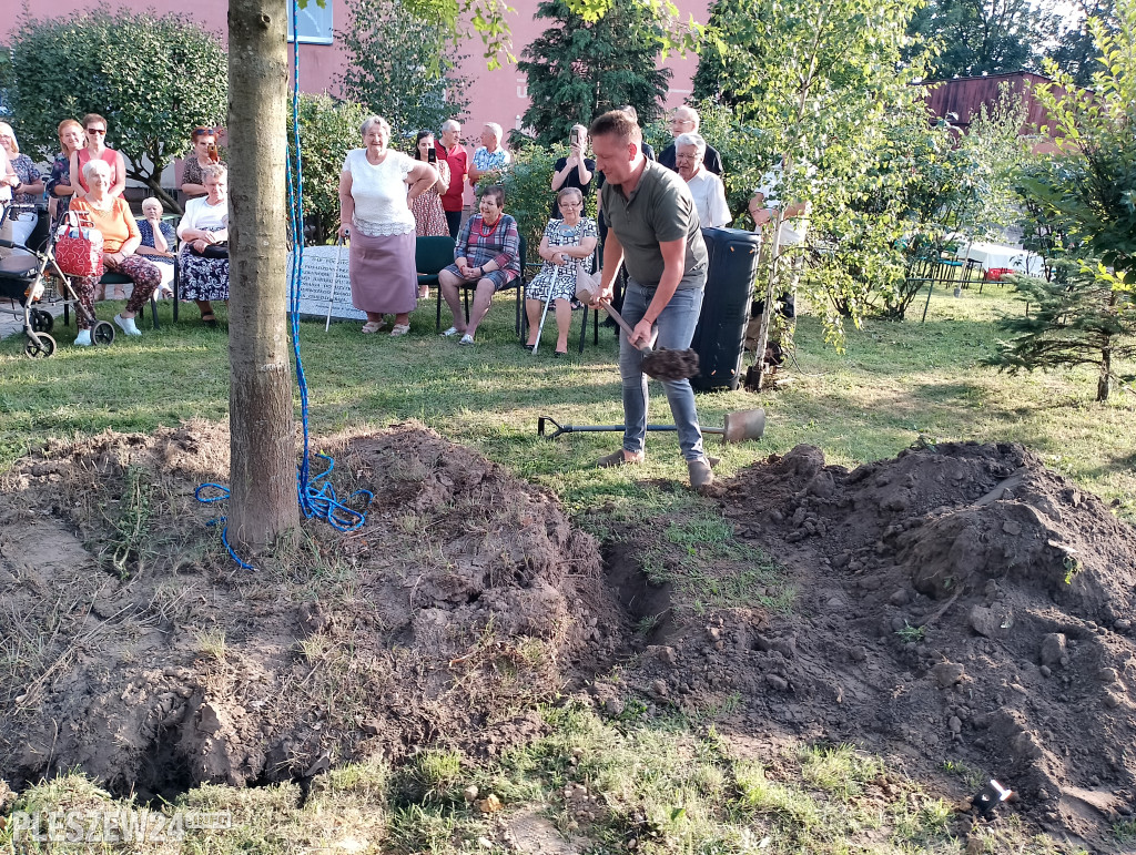 Posadzili dąb półwiecza. Jedyny taki w Pleszewie