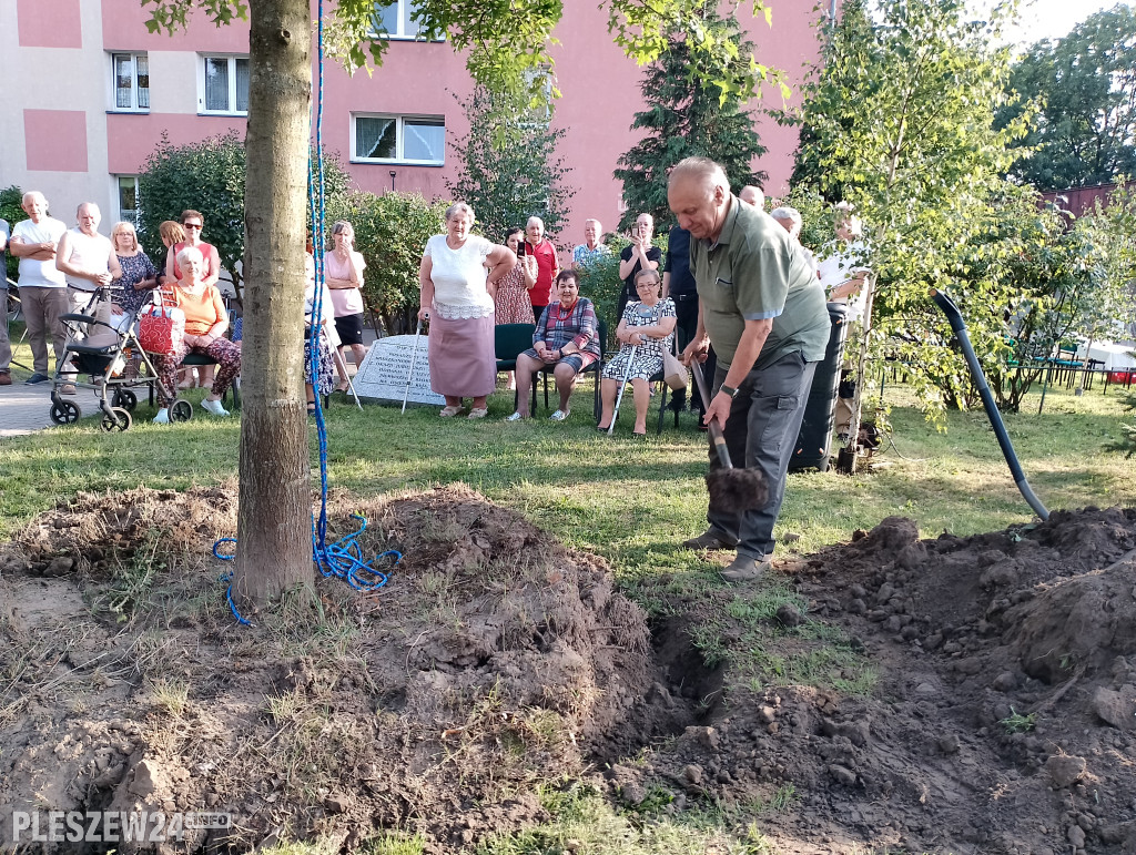 Posadzili dąb półwiecza. Jedyny taki w Pleszewie
