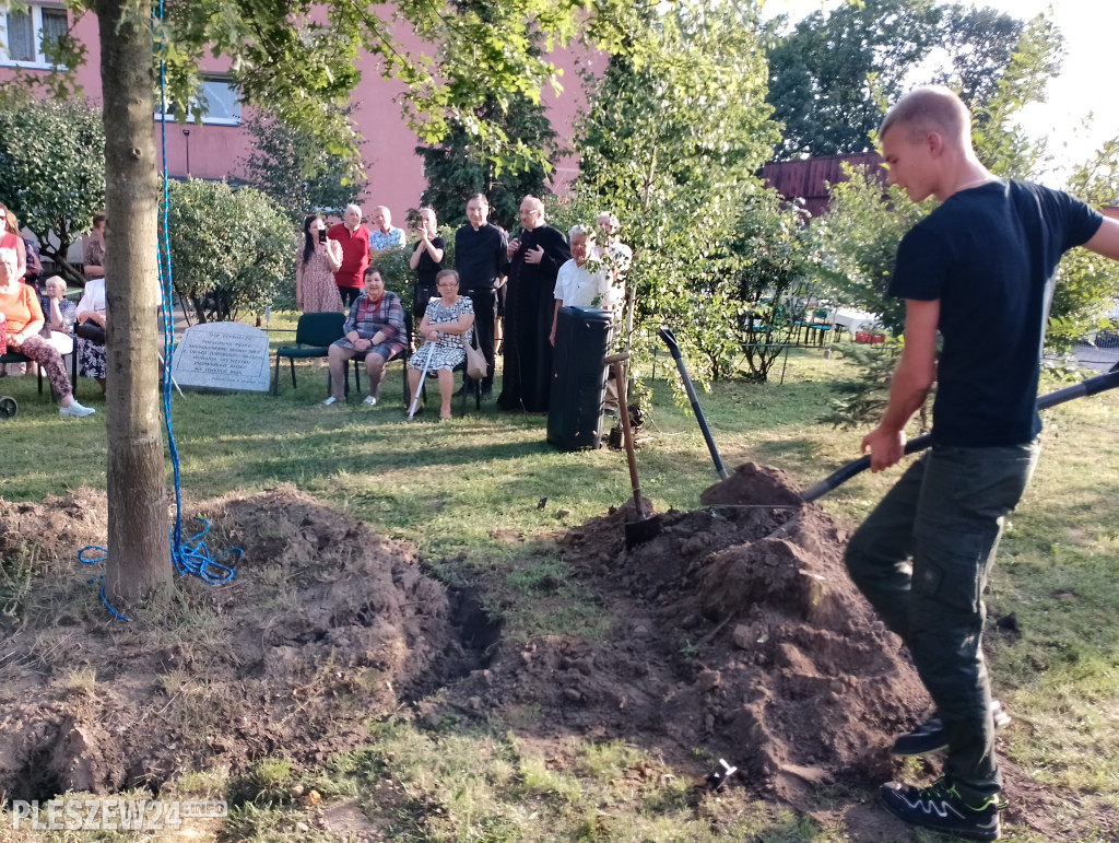 Posadzili dąb półwiecza. Jedyny taki w Pleszewie