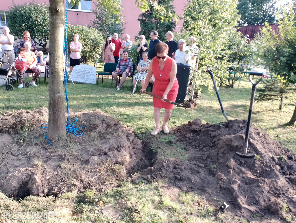 Posadzili dąb półwiecza. Jedyny taki w Pleszewie