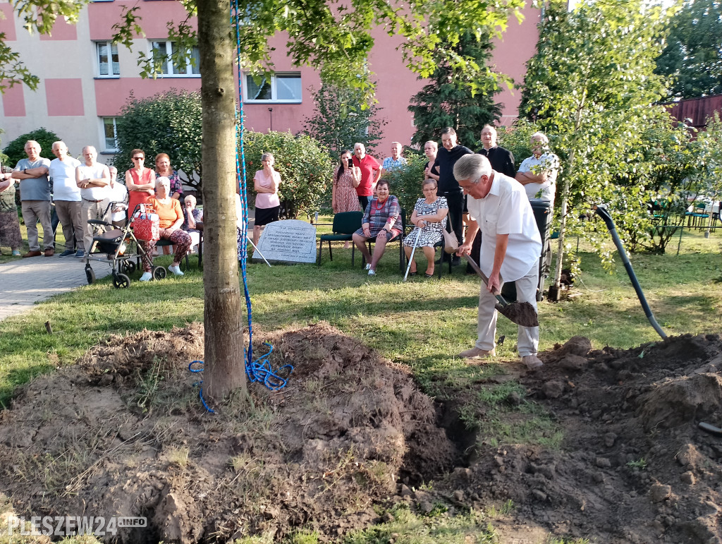 Posadzili dąb półwiecza. Jedyny taki w Pleszewie