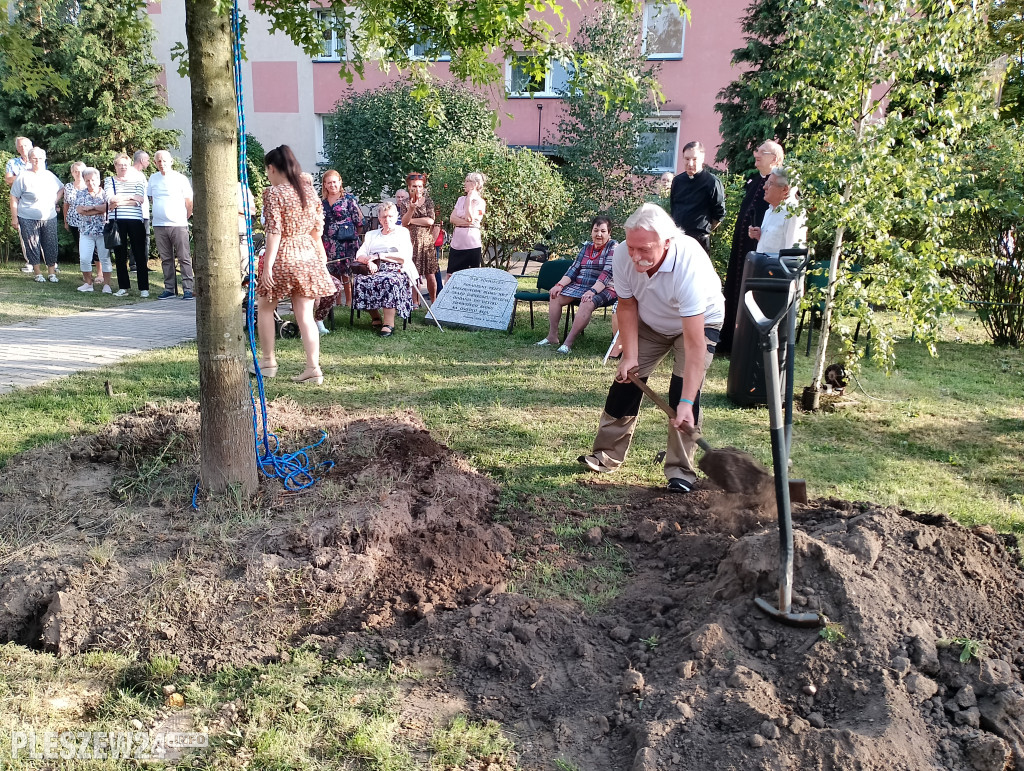 Posadzili dąb półwiecza. Jedyny taki w Pleszewie