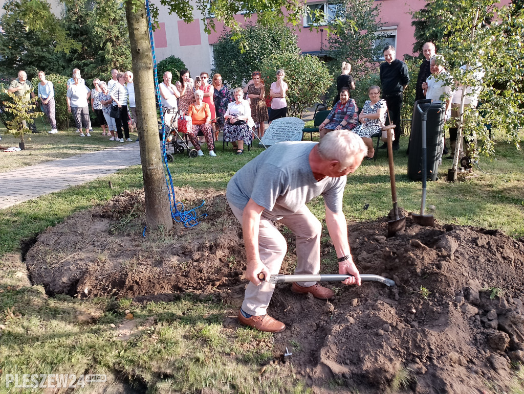 Posadzili dąb półwiecza. Jedyny taki w Pleszewie