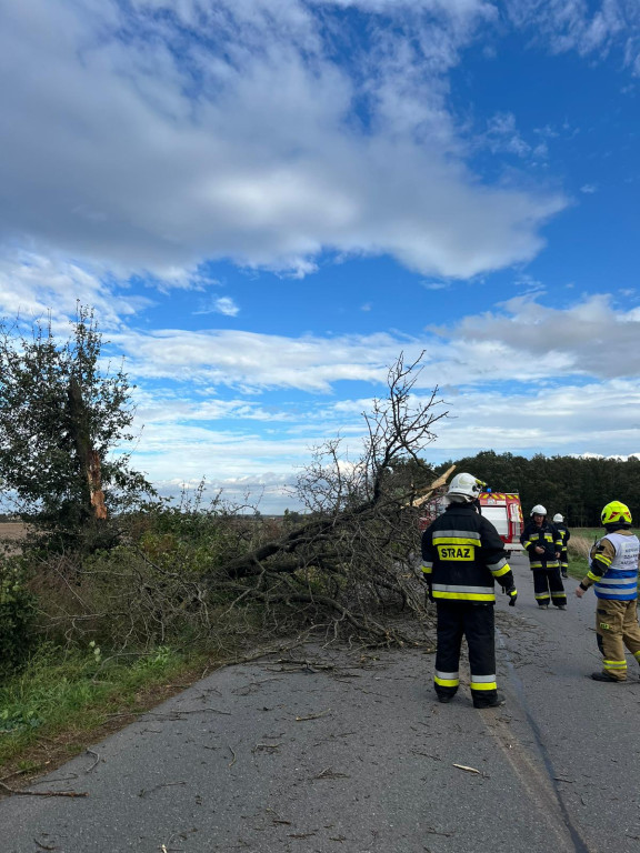  Drzewo runęło na jadący samochód