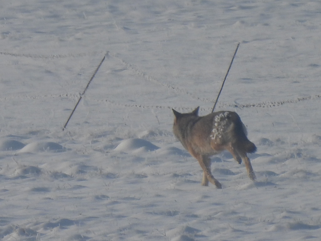 Wilki w powiecie pleszewskim