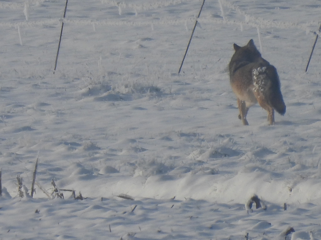 Wilki w powiecie pleszewskim