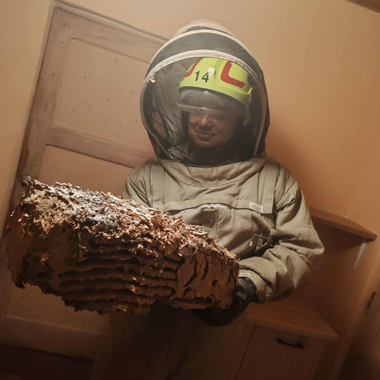 Usuwali gniazdo, mężczyznę zaatakował owad