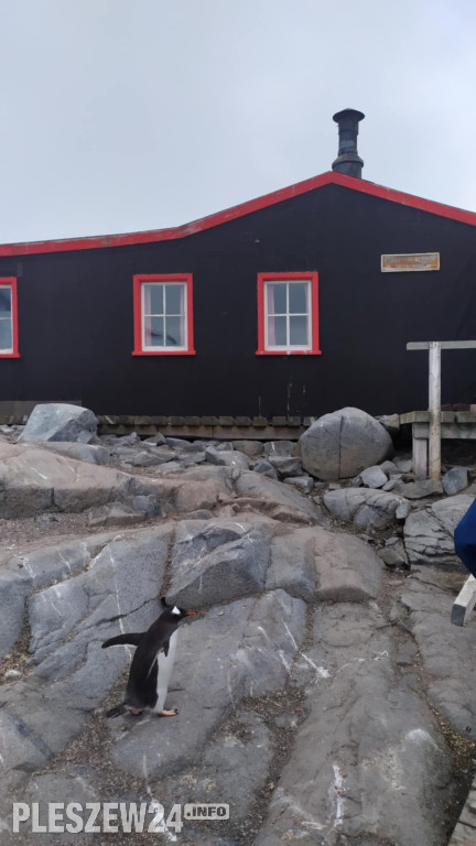 Pleszewianin płynie na Antarktydę