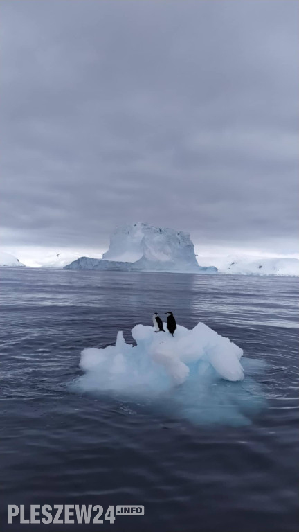Pleszewianin płynie na Antarktydę
