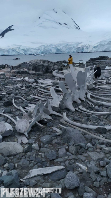 Pleszewianin płynie na Antarktydę