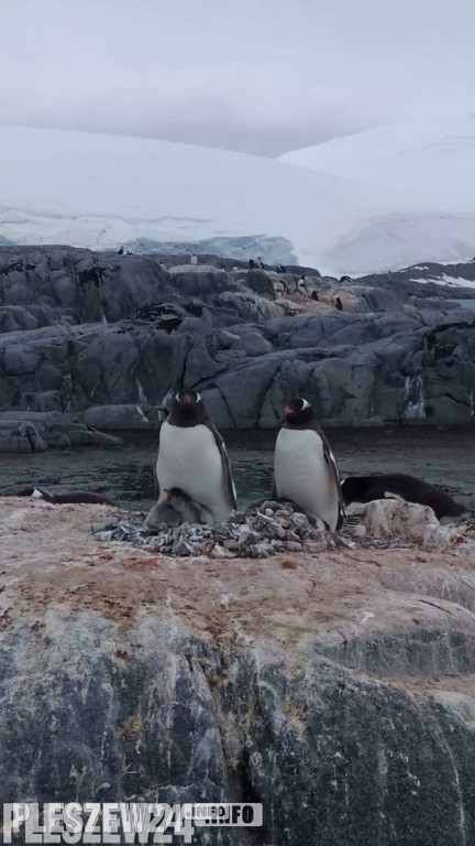 Pleszewianin płynie na Antarktydę