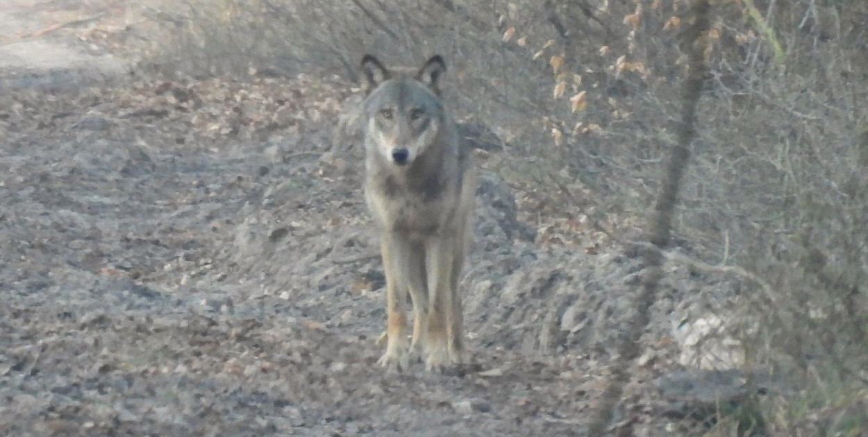 Wilk w Nadleśnictwie Taczanów