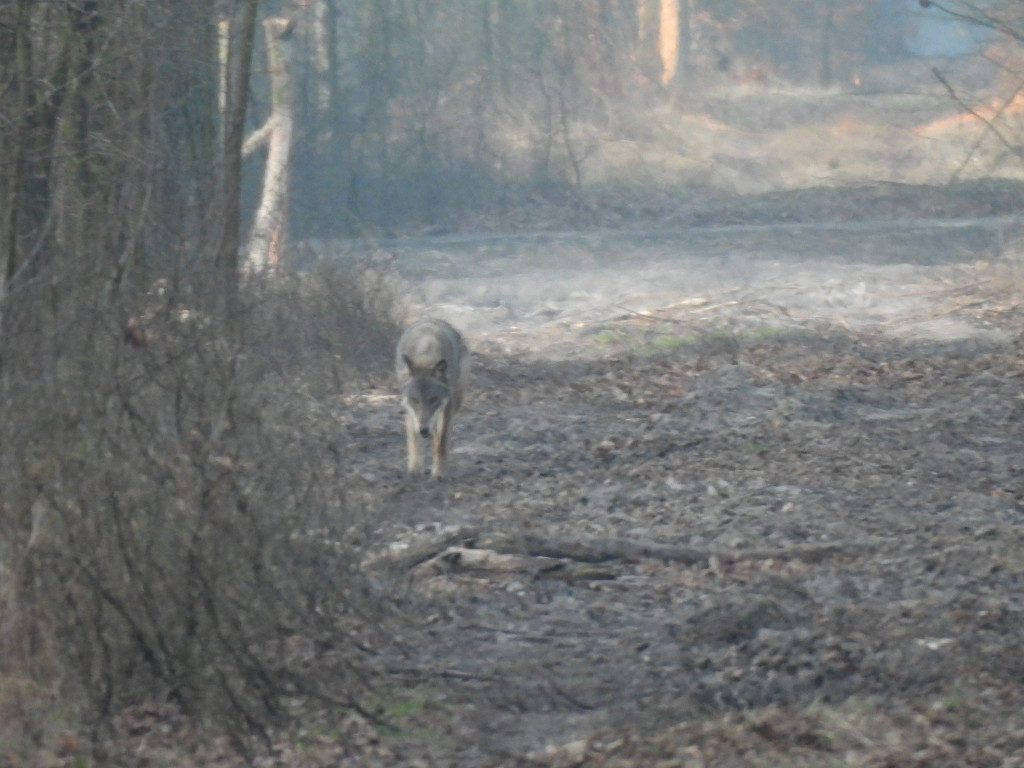 Wilk w Nadleśnictwie Taczanów