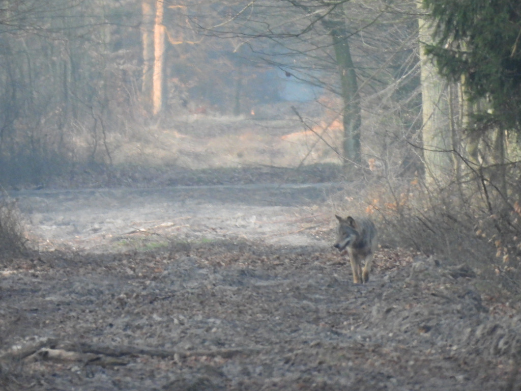Wilk w Nadleśnictwie Taczanów