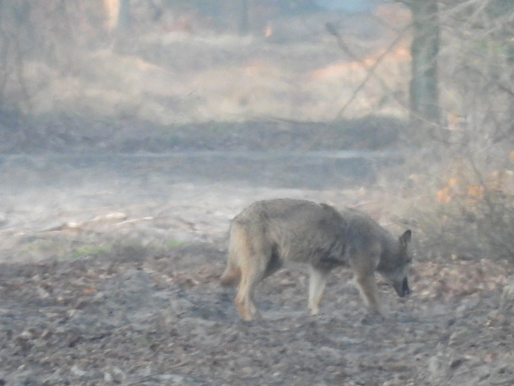 Wilk w Nadleśnictwie Taczanów
