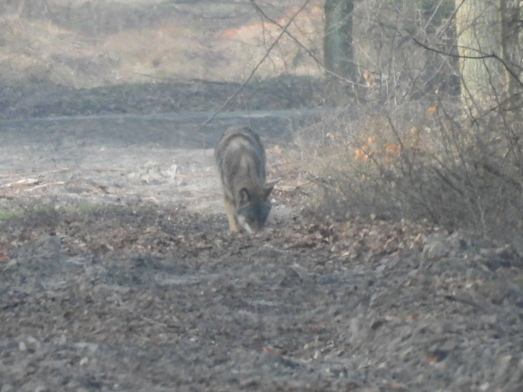 Wilk w Nadleśnictwie Taczanów