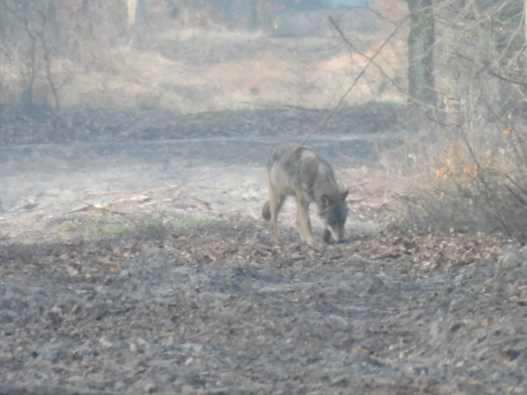 Wilk w Nadleśnictwie Taczanów