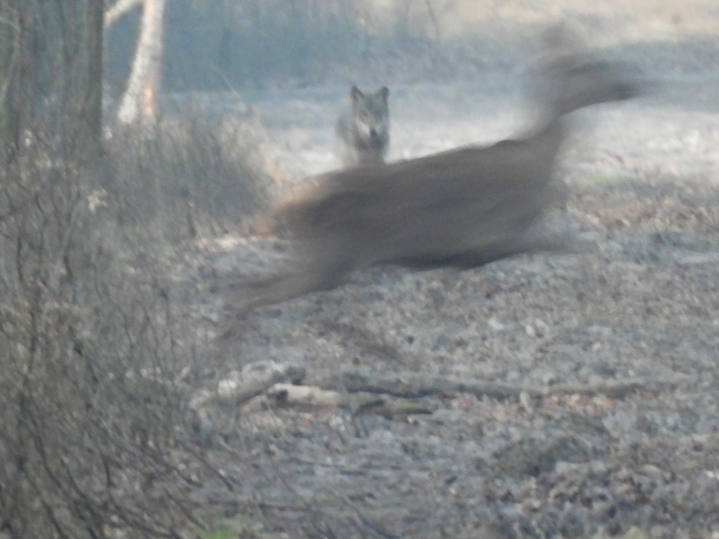 Wilk w Nadleśnictwie Taczanów