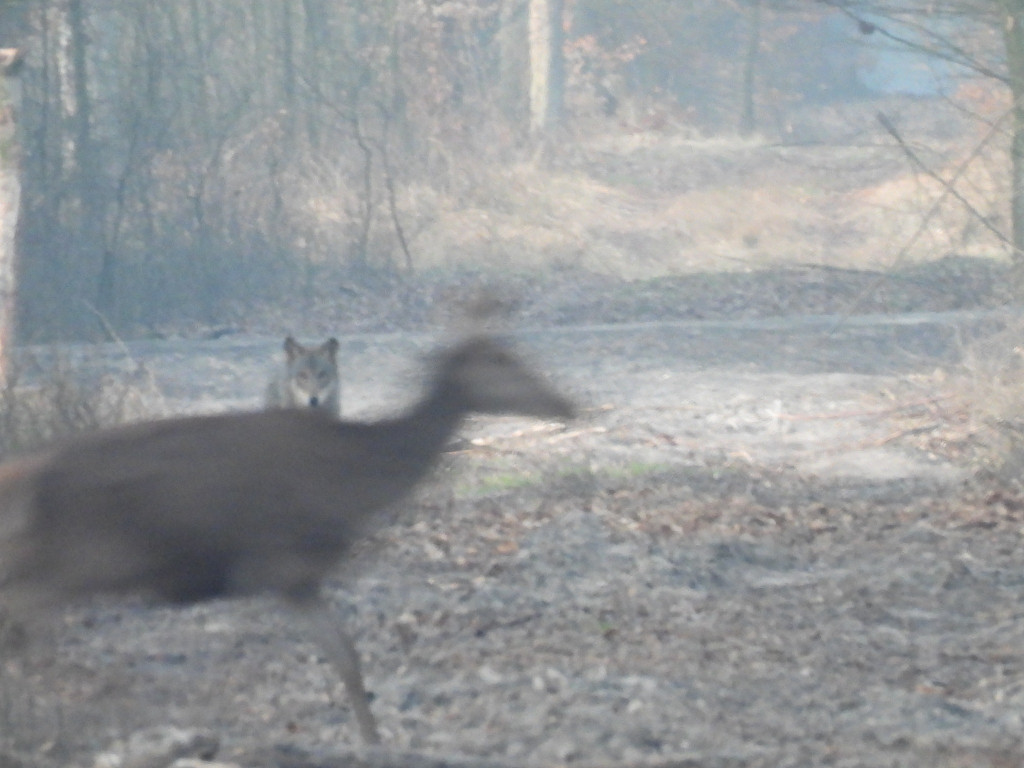 Wilk w Nadleśnictwie Taczanów