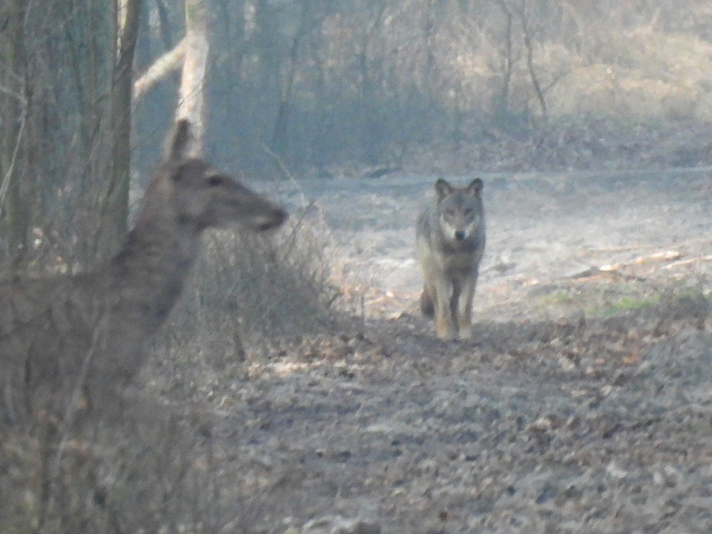 Wilk w Nadleśnictwie Taczanów