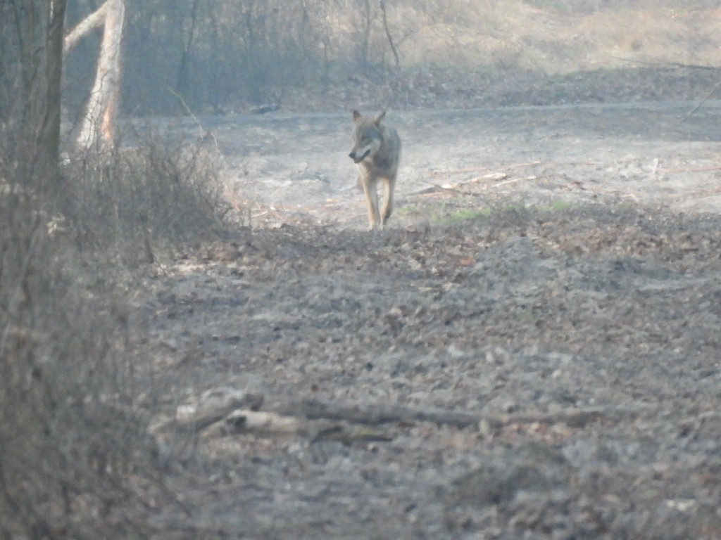 Wilk w Nadleśnictwie Taczanów