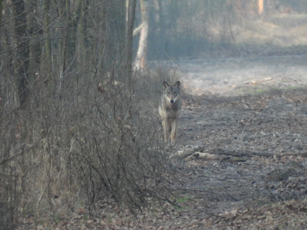 Wilk w Nadleśnictwie Taczanów