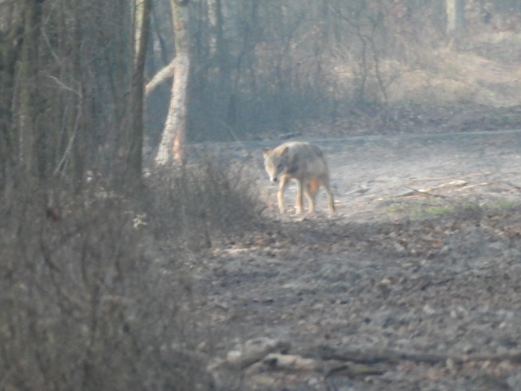 Wilk w Nadleśnictwie Taczanów