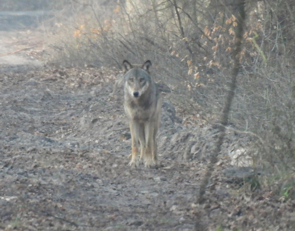 Wilk w Nadleśnictwie Taczanów