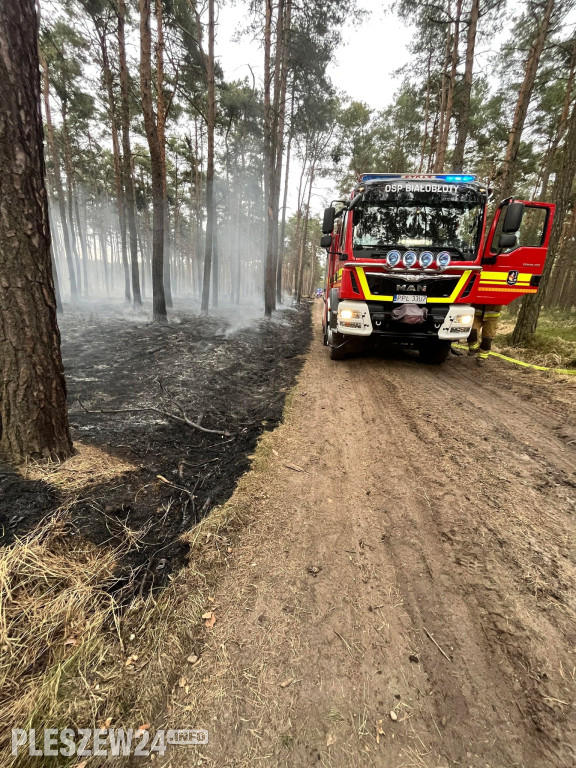 Pożar lasu w gminie Gizałki