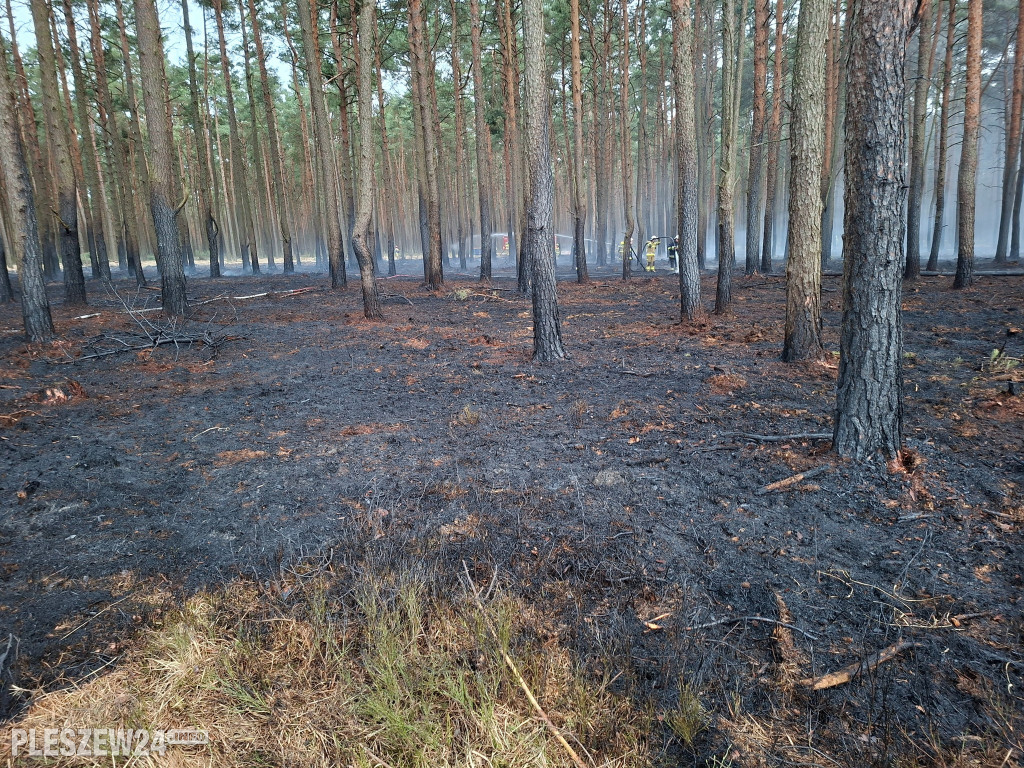 Pożar lasu w gminie Gizałki