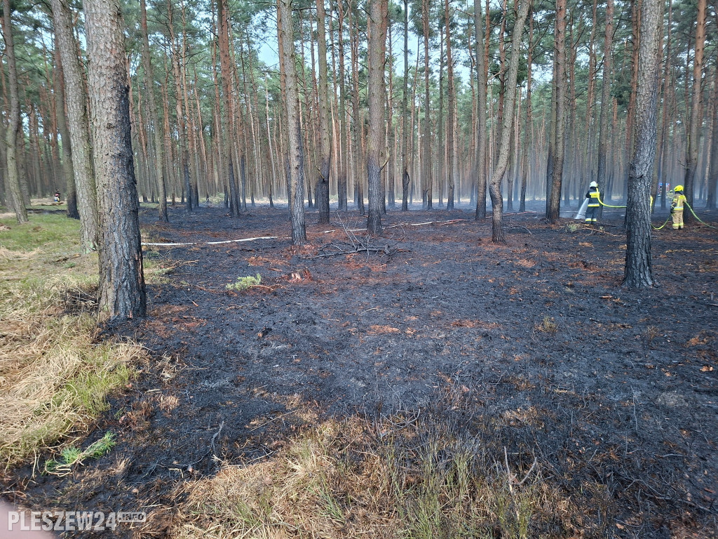 Pożar lasu w gminie Gizałki