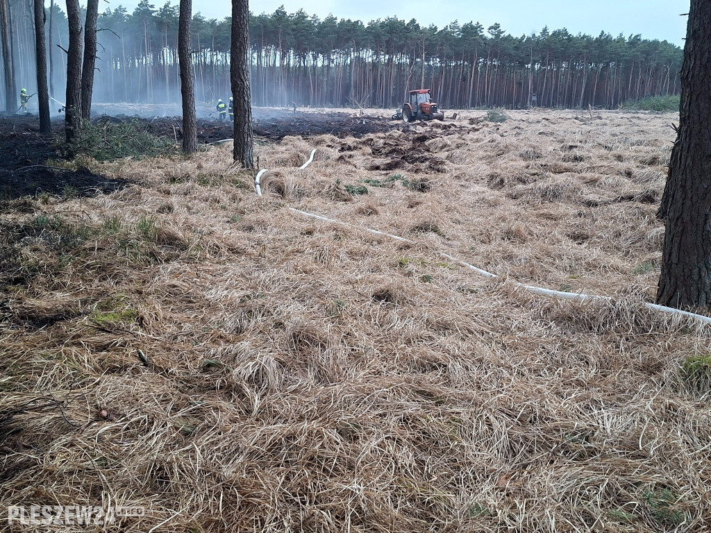 Pożar lasu w gminie Gizałki