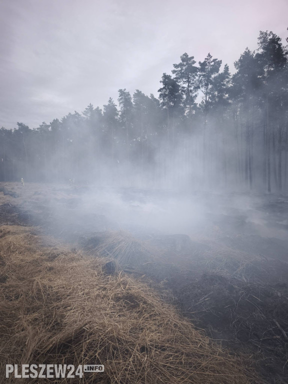 Pożar lasu w gminie Gizałki