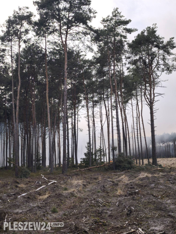 Pożar lasu w gminie Gizałki