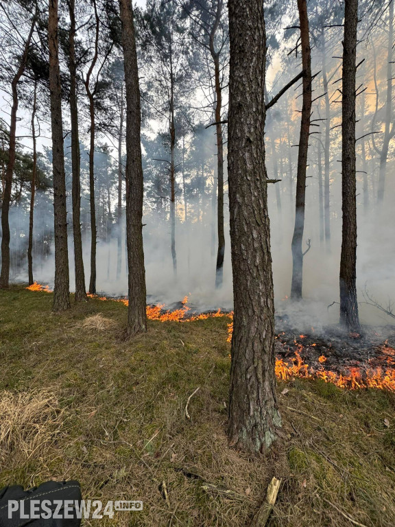 Pożar lasu w gminie Gizałki