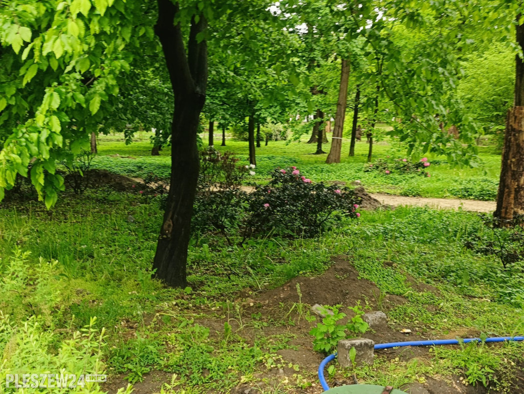 Rododendrony w parku w Pleszewie