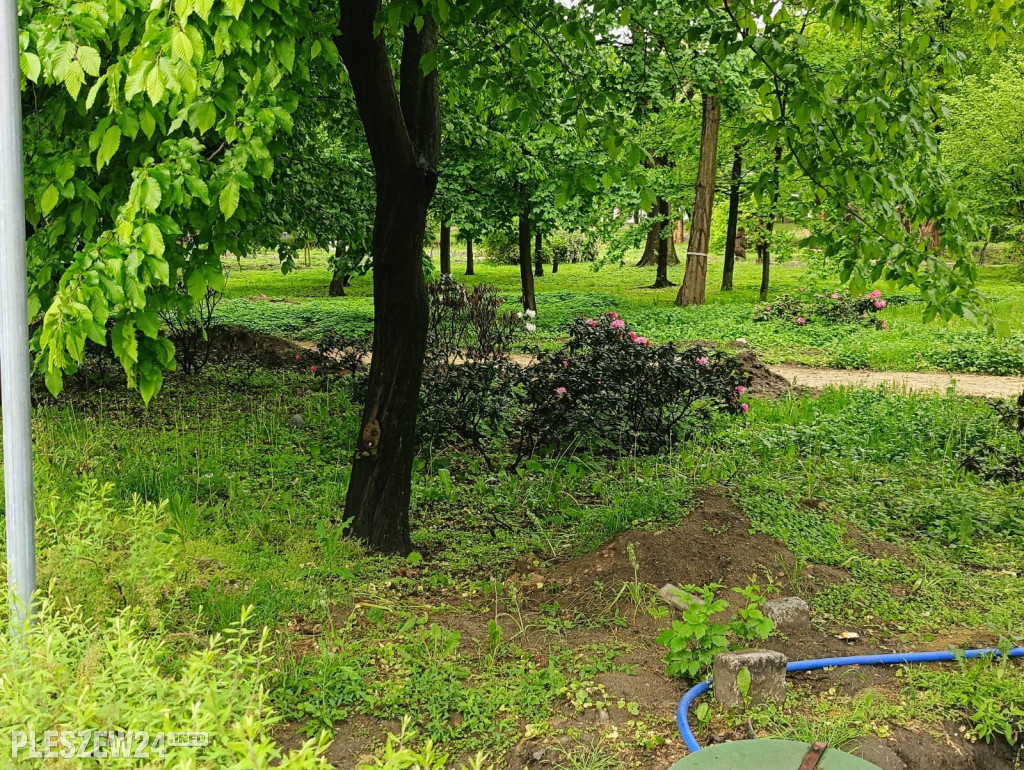 Rododendrony w parku w Pleszewie