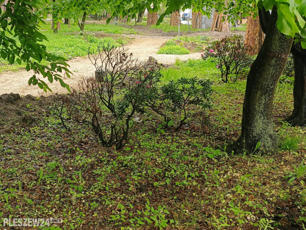 Rododendrony w parku w Pleszewie