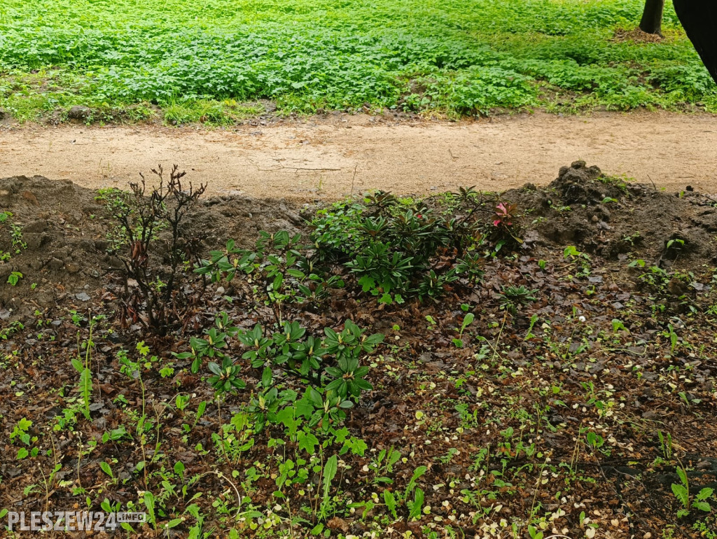 Rododendrony w parku w Pleszewie