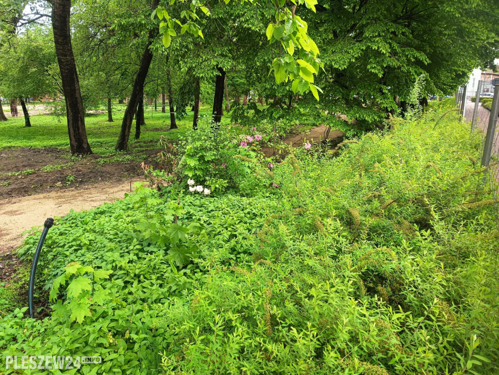Rododendrony w parku w Pleszewie