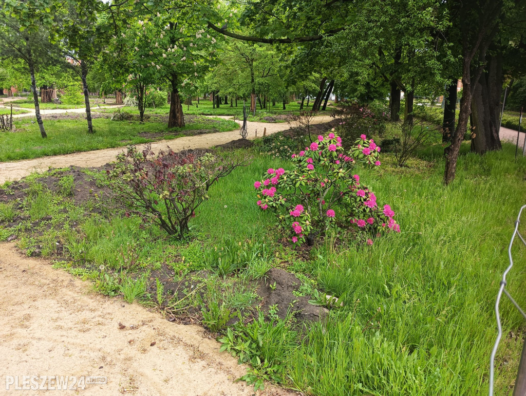 Rododendrony w parku w Pleszewie