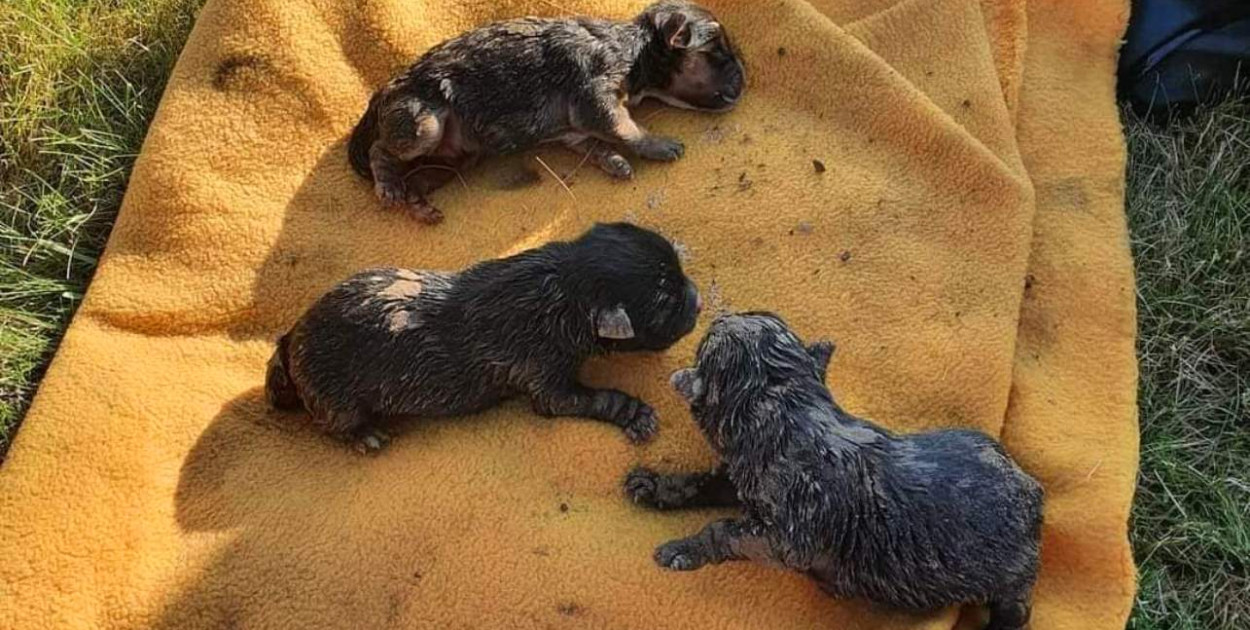 Tekst i foto: Ostrow24.tv