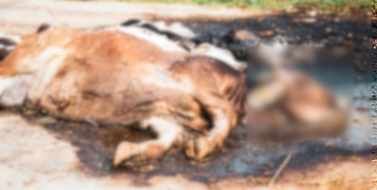 Zdjęcie poglądowe. Istock