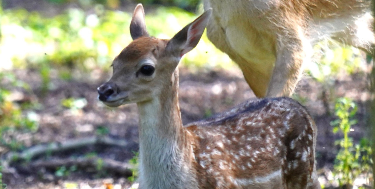 Fot. Facebook OKL Gołuchów